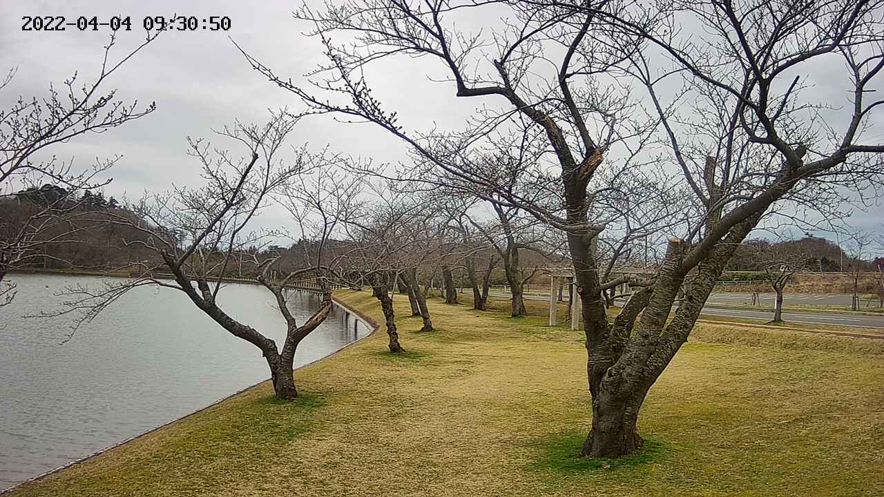 shirase420220404093052.jpg