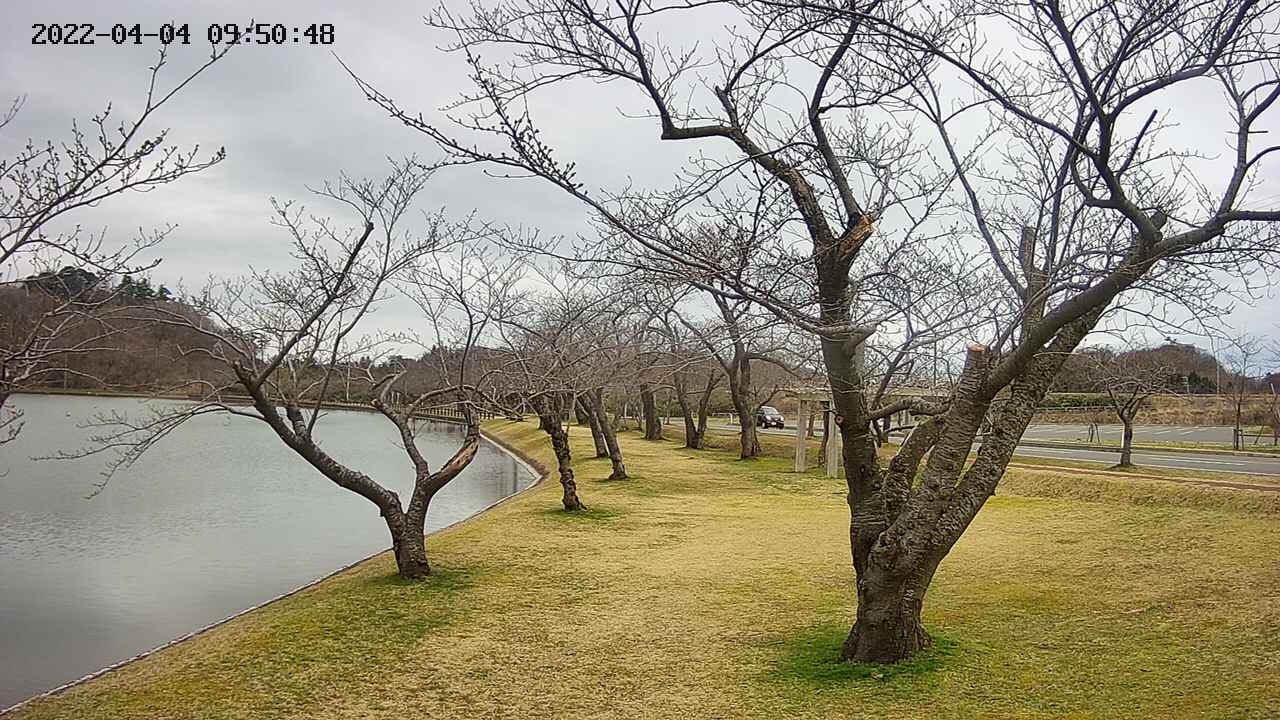 shirase420220404095051.jpg