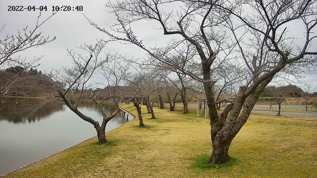 shirase420220404102050.jpg