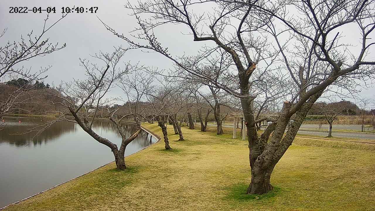 shirase420220404104050.jpg