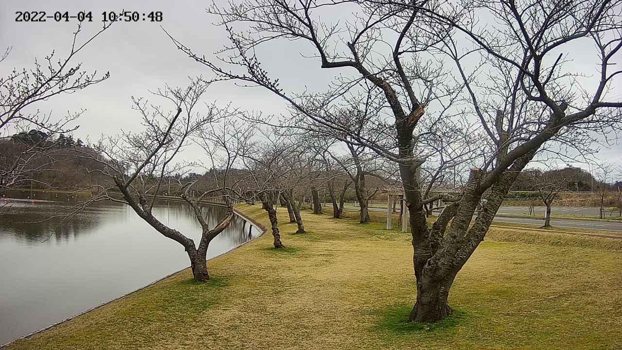 shirase420220404105051.jpg