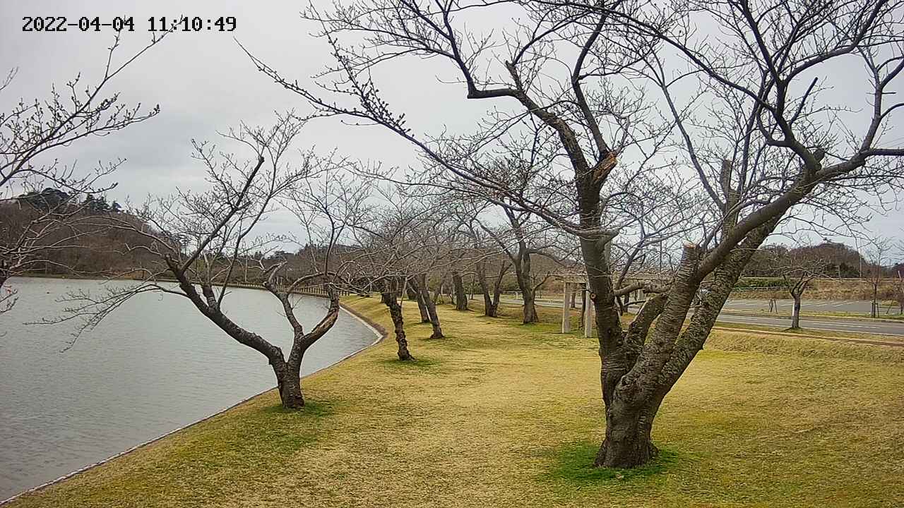 shirase420220404111052.jpg