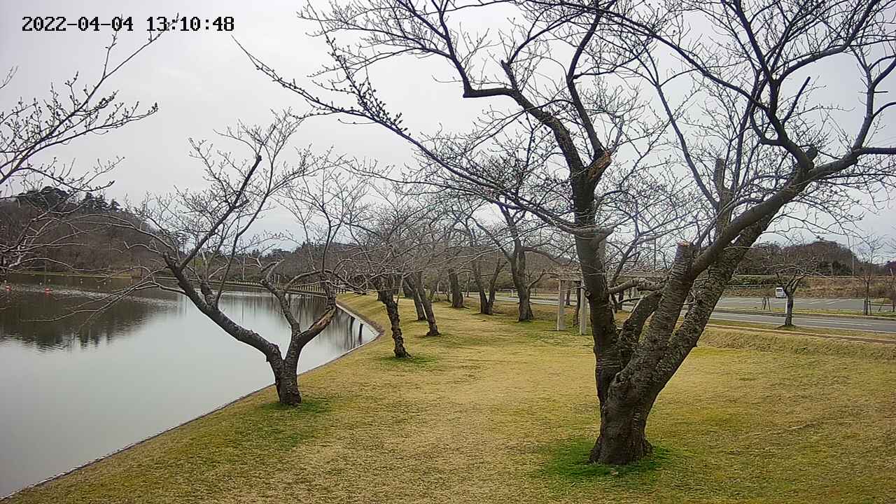 shirase420220404131052.jpg