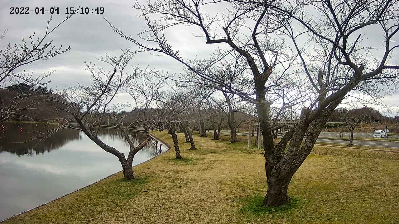 shirase420220404151052.jpg
