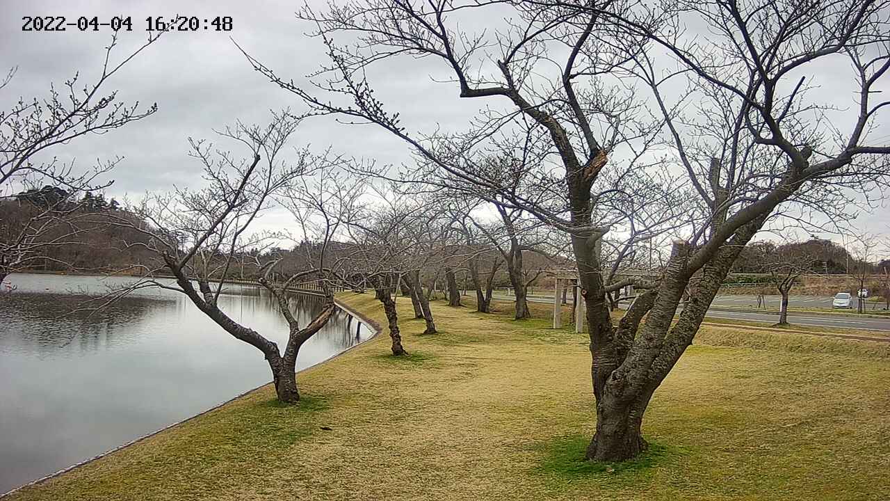 shirase420220404162051.jpg