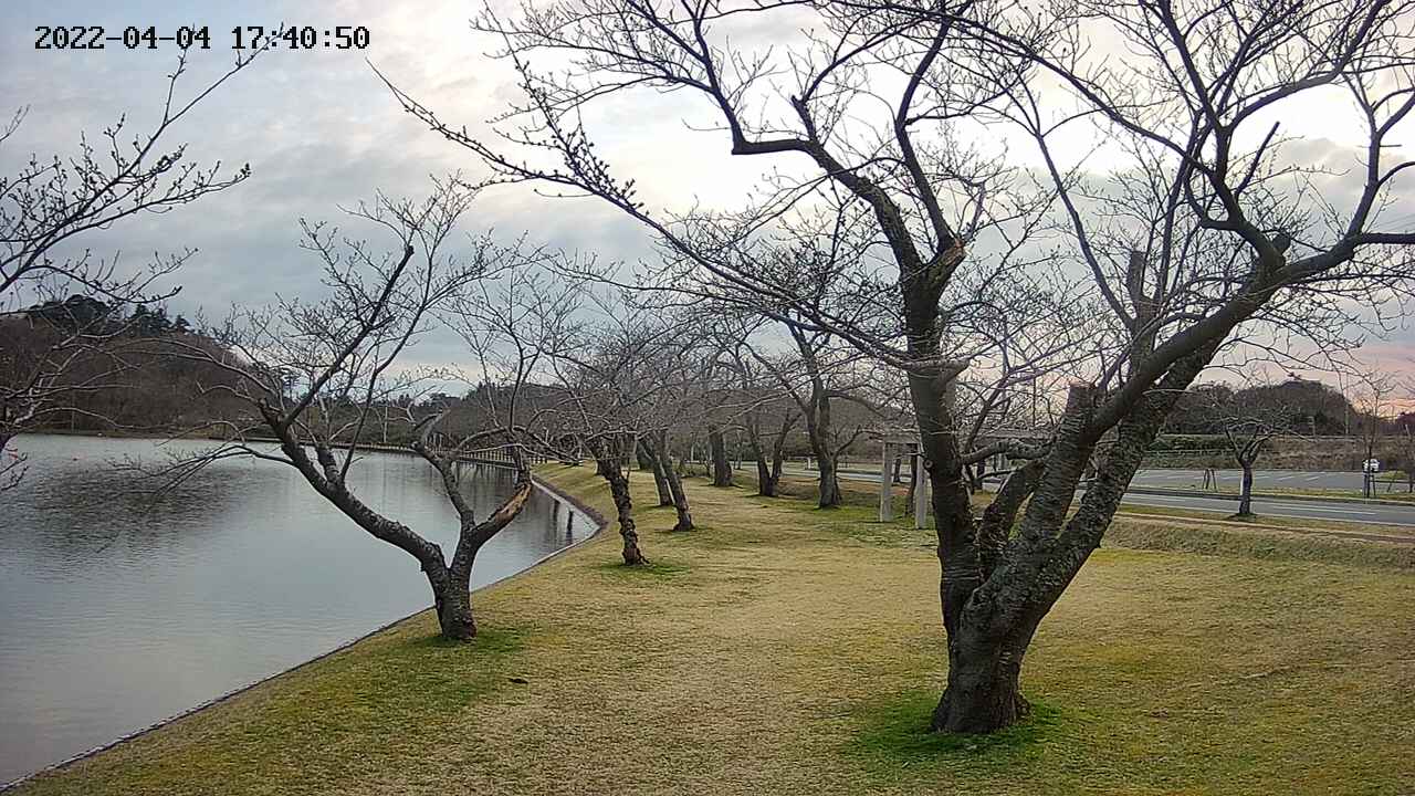 shirase420220404174052.jpg